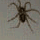 A story about spiders.