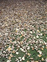 So many crunchy autumn leaves