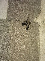 A banana skin, Be careful not to slip.