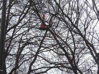 A bollard. In a tree. 