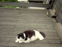 A fat cat. 