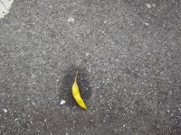 The debris of last night's kebab. 