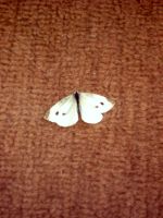 A dead moth on my carpet.
