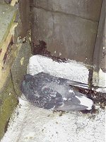 A pigeon that died very neatly on my roof. 