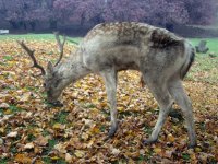 A beautiful deer in Alexandra Park.