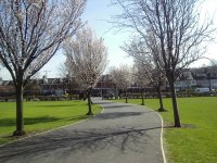 A row of Don King trees. 