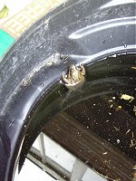 A frog in a dustbin. It is disgusting. 