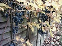 There are grapes growing in my garden. Chateau Bounds Green?