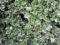 Leaves. Pretty leaves...