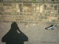 a pigeon in the street