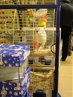 A bird of some sort. 