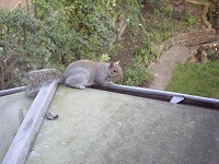 How did it get there?