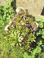 What a fucking strange plant. 