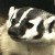 Badgers are very cute. I don't think I have ever seen one in real life.